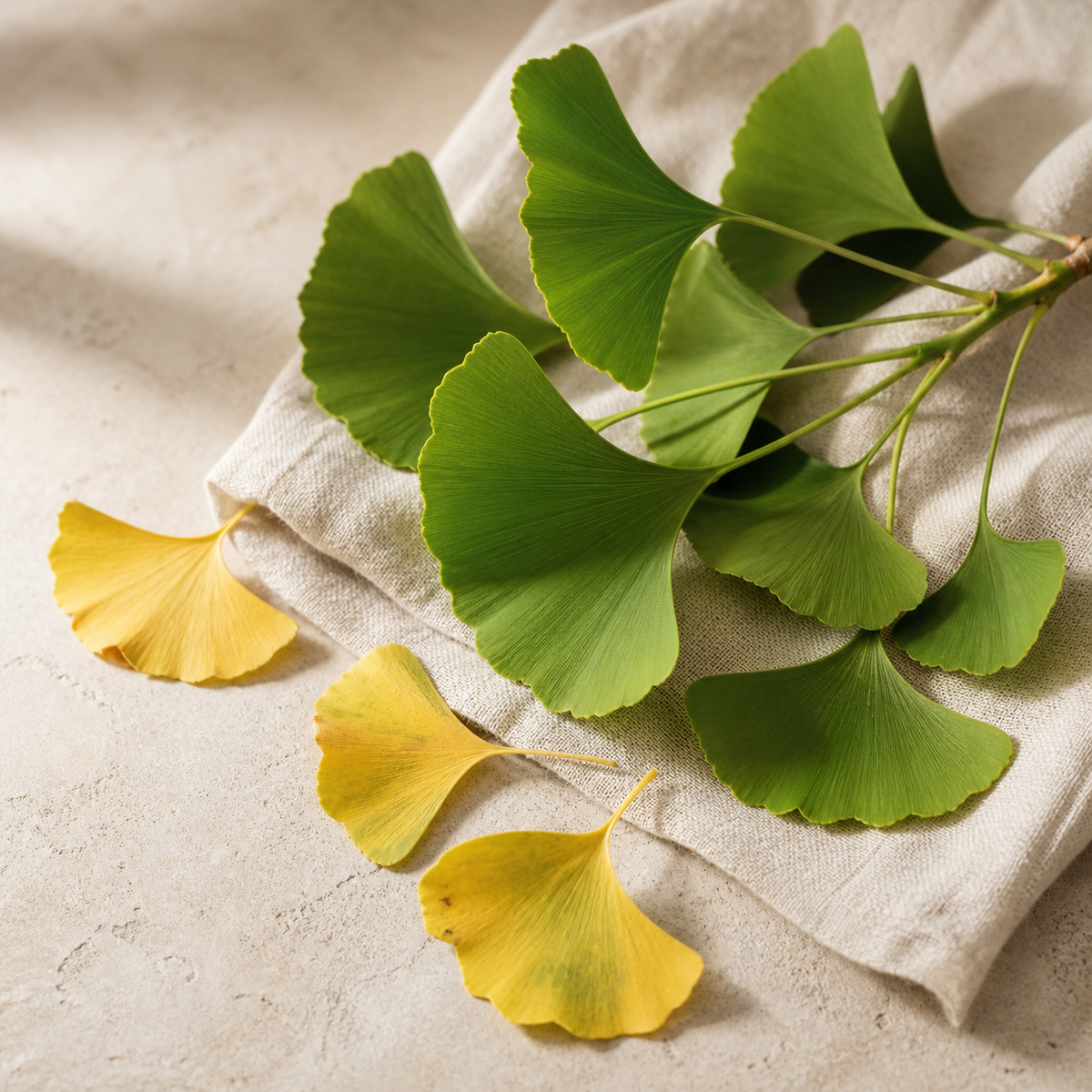 Ginkgo Biloba Caps — sus ingredientes