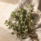 Muña Oil – Aceite esencial de Minthostachys mollis — sus ingredientes